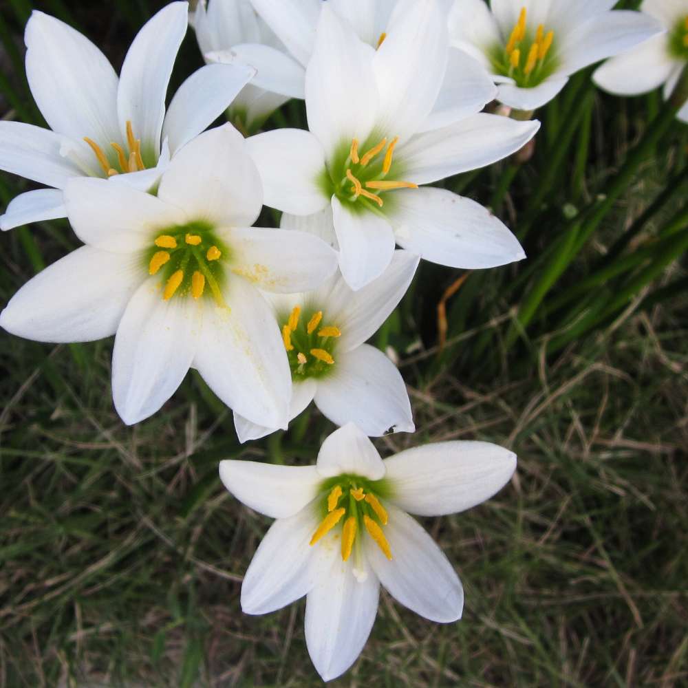 Rain Lily White Flower Bulbs (10 Bulbs) Easy To grow Flower Bulbs For Terrace Gardening - Image 4