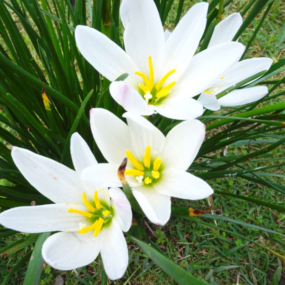 Rain Lily White Flower Bulbs (10 Bulbs) Easy To grow Flower Bulbs For Terrace Gardening - Image 5