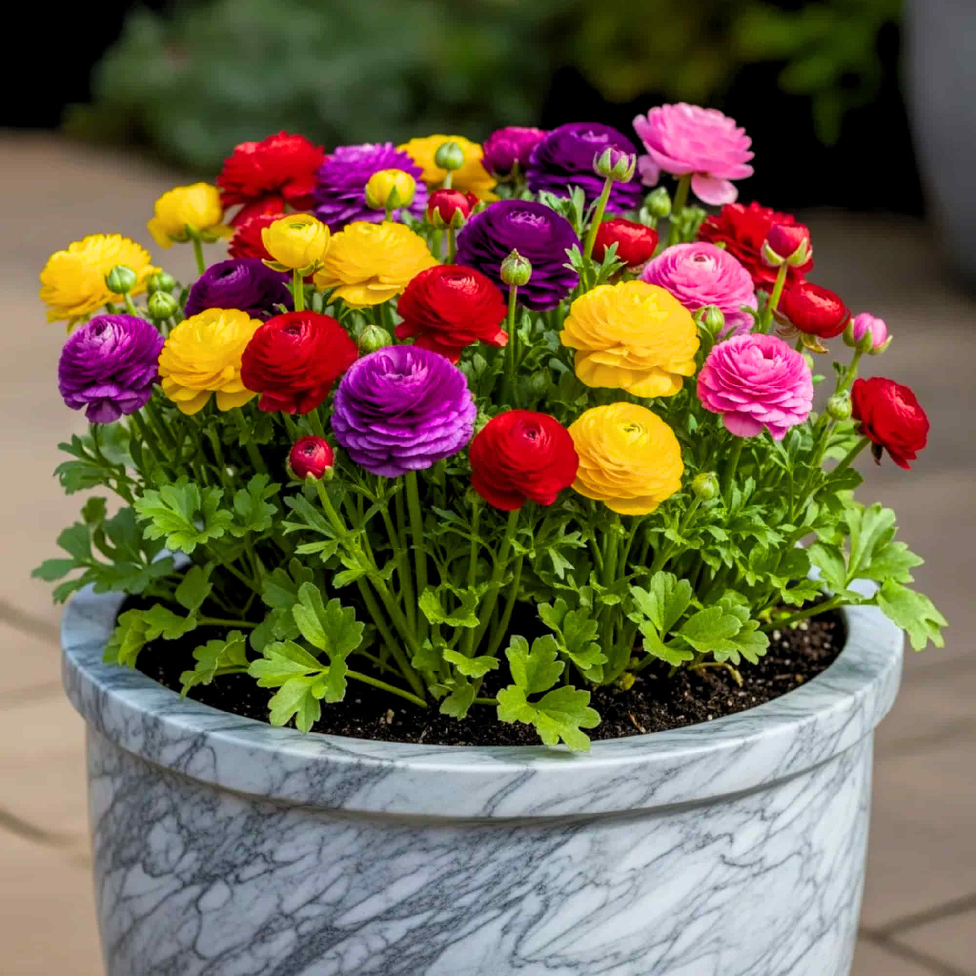 Ranunculus Flower Bulbs Mixed Colors (5N) - Image 9