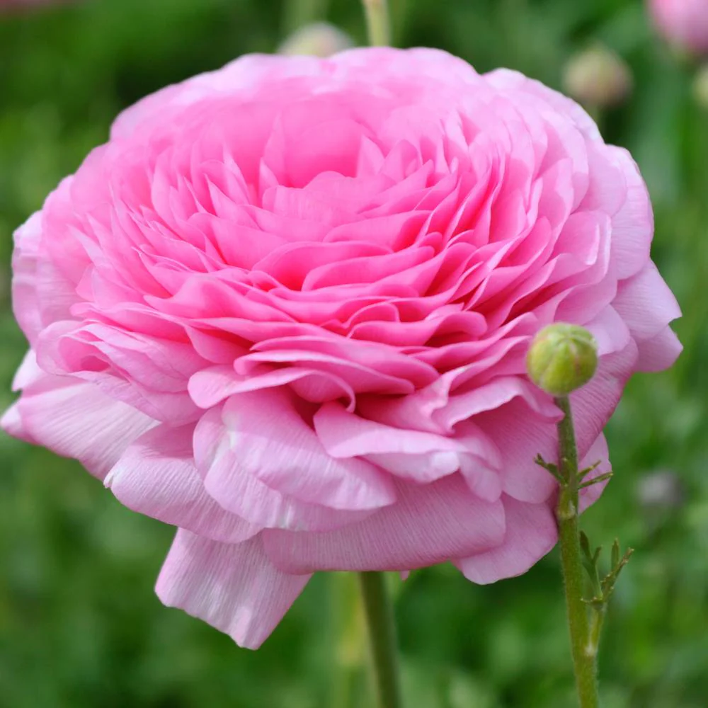 Ranunculus Pink Flower Bulbs (05 Bulbs) - Image 5