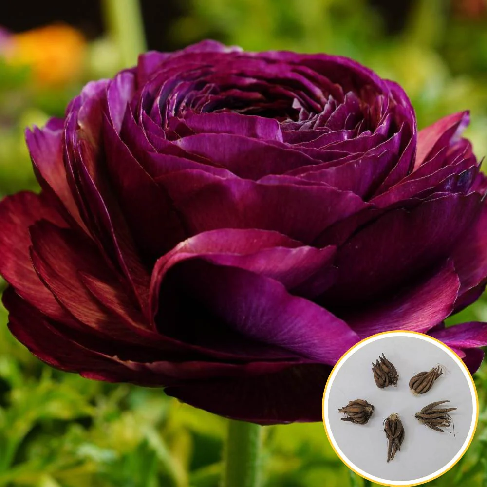 Ranunculus Purple Flower Bulbs (05 Bulbs) - Image 5