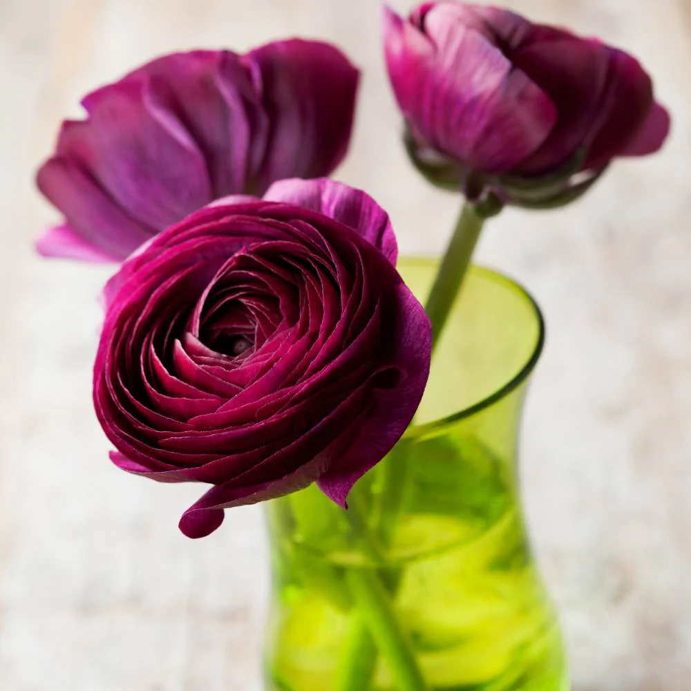 Ranunculus Purple Flower Bulbs (05 Bulbs) - Image 6