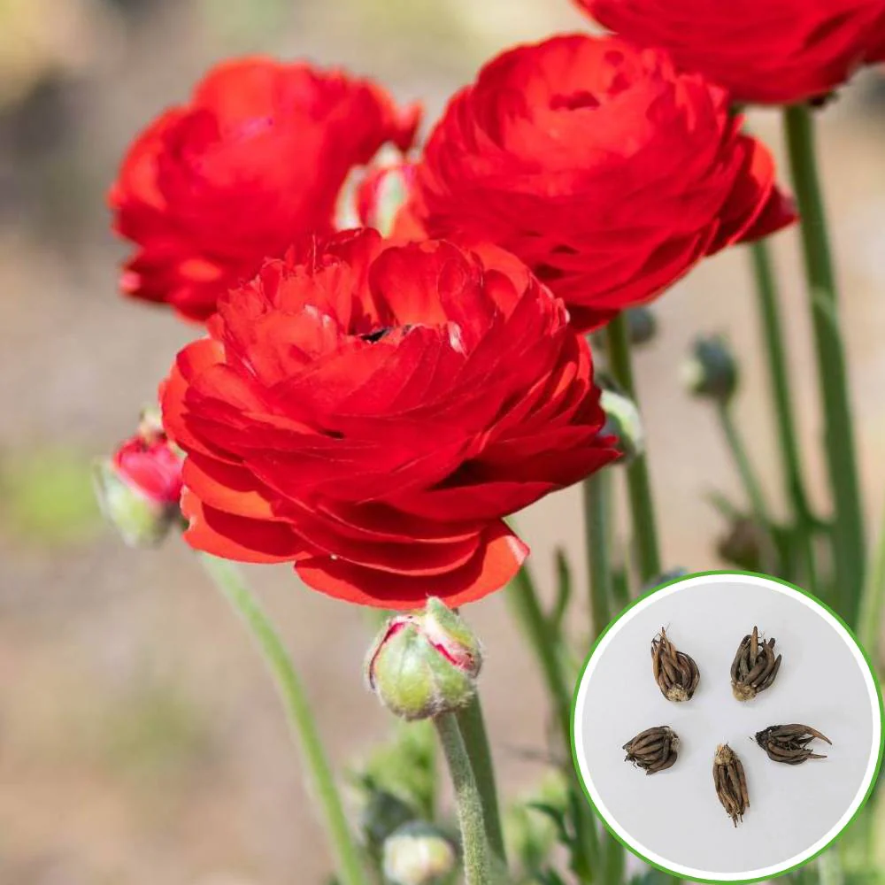 Ranunculus Red Flower Bulbs (05 Bulbs) - Image 5