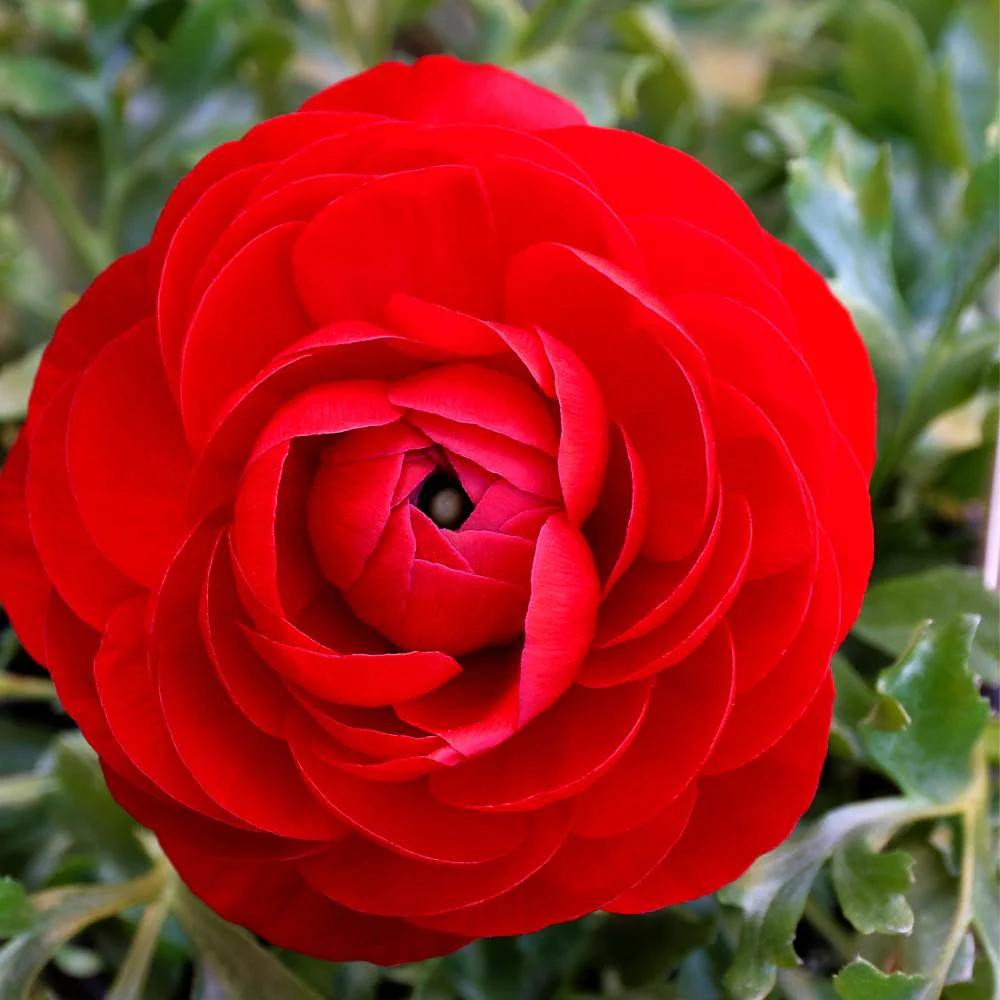 Ranunculus Red Flower Bulbs (05 Bulbs) - Image 7