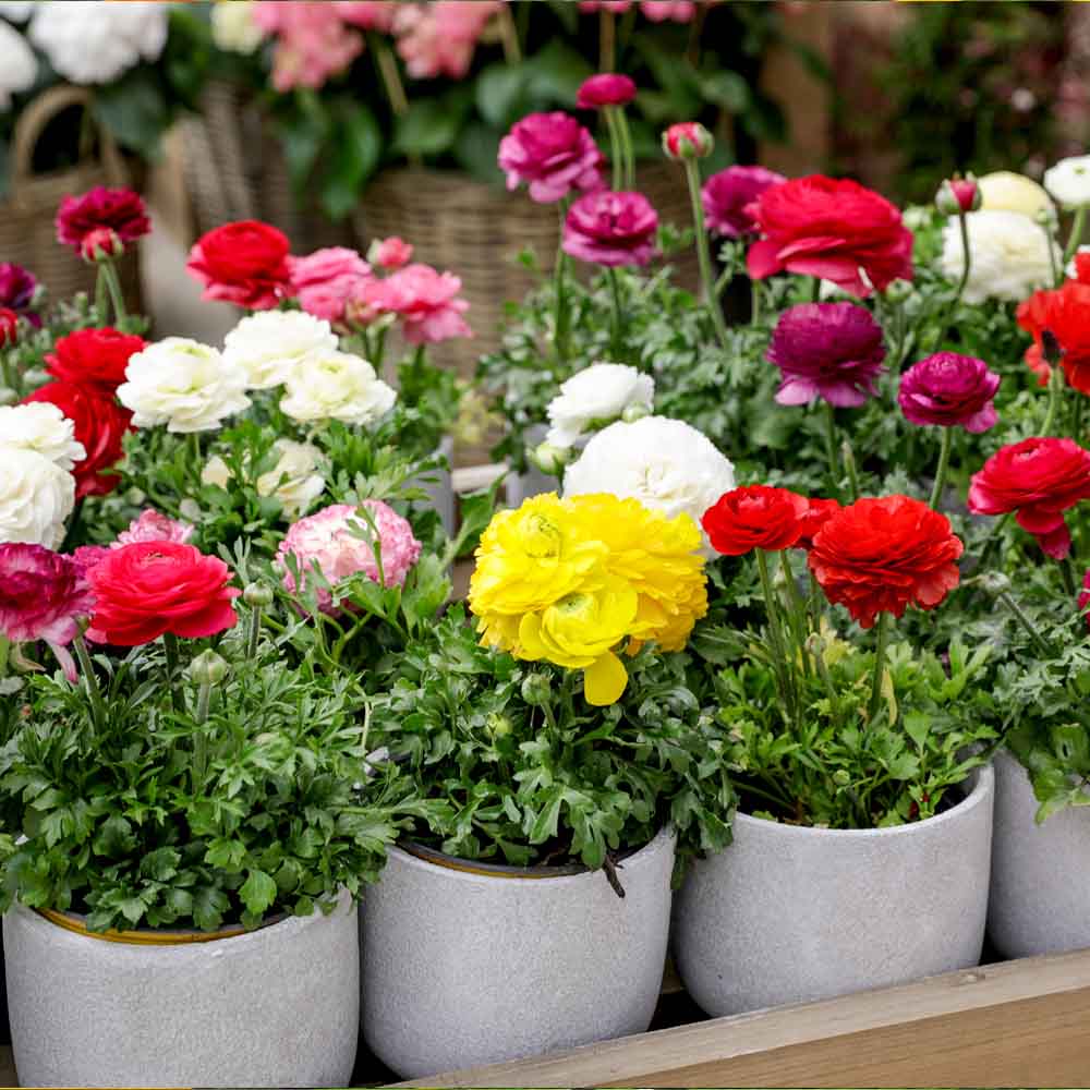 Ranunculus Seeds Mix Color (10 Seeds) High Germination/ Easy To grow/ Perfect for pots, balconies, or Terrace gardens - Image 3
