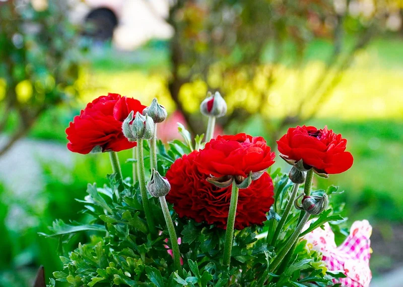 Ranunculus Seeds Mix Color (10 Seeds) High Germination/ Easy To grow/ Perfect for pots, balconies, or Terrace gardens - Image 4