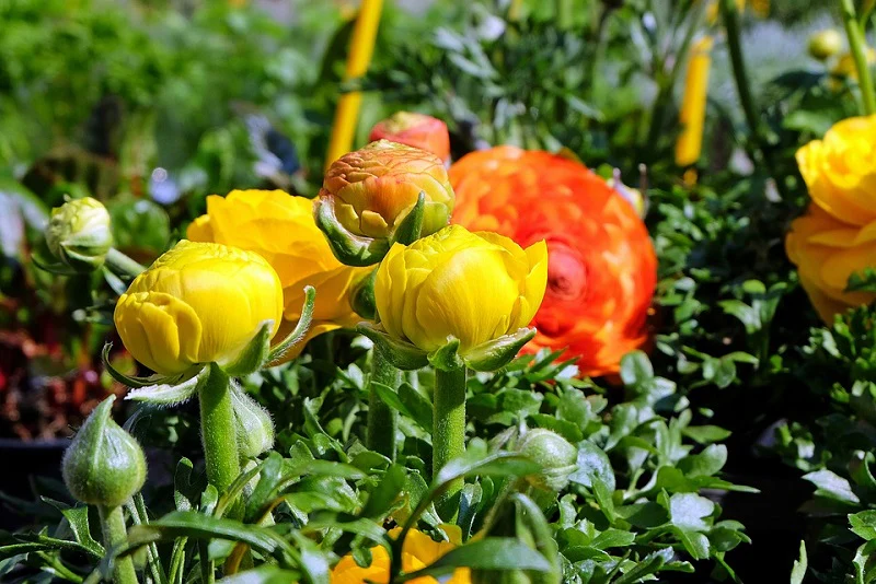 Ranunculus Seeds Mix Color (10 Seeds) High Germination/ Easy To grow/ Perfect for pots, balconies, or Terrace gardens - Image 5