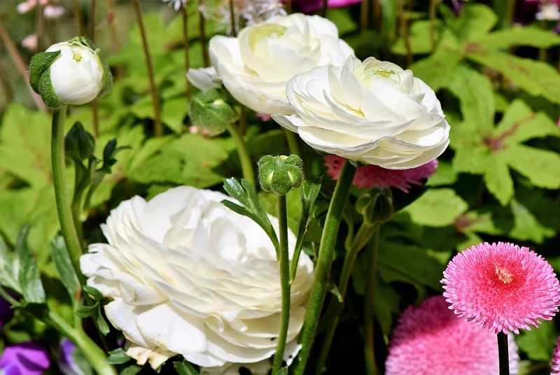 Ranunculus Seeds Mix Color (10 Seeds) High Germination/ Easy To grow/ Perfect for pots, balconies, or Terrace gardens - Image 6