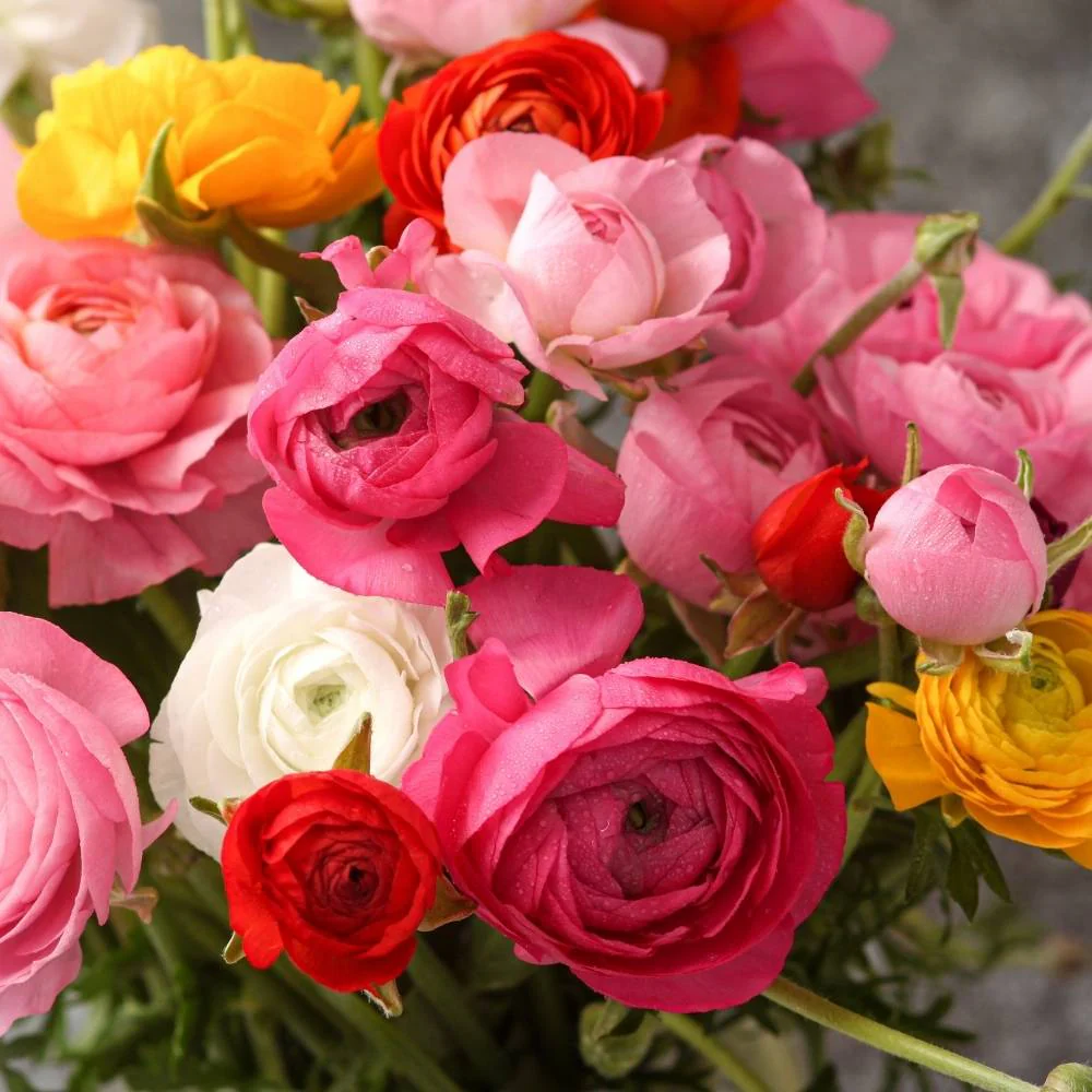 Ranunculus Seeds Mix Color (10 Seeds) High Germination/ Easy To grow/ Perfect for pots, balconies, or Terrace gardens - Image 7