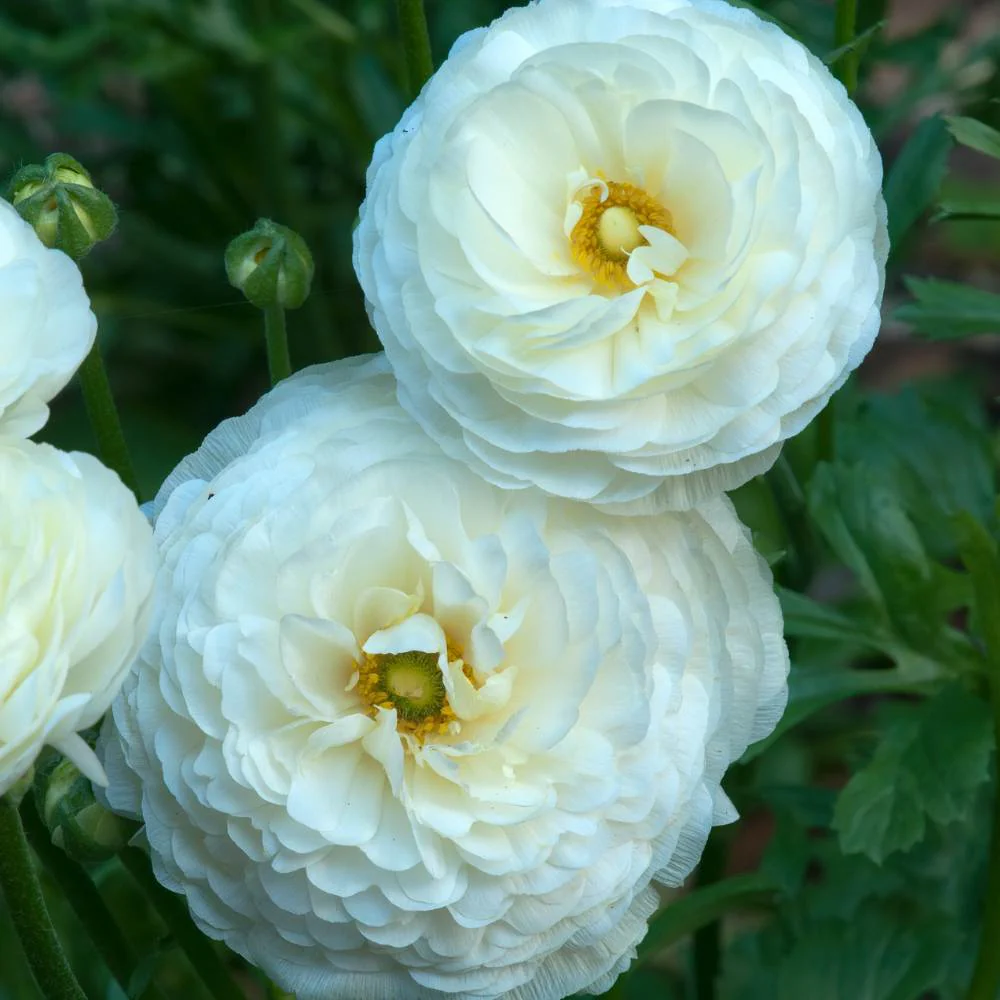 Ranunculus White Flower Bulbs (05 Bulbs) - Image 3