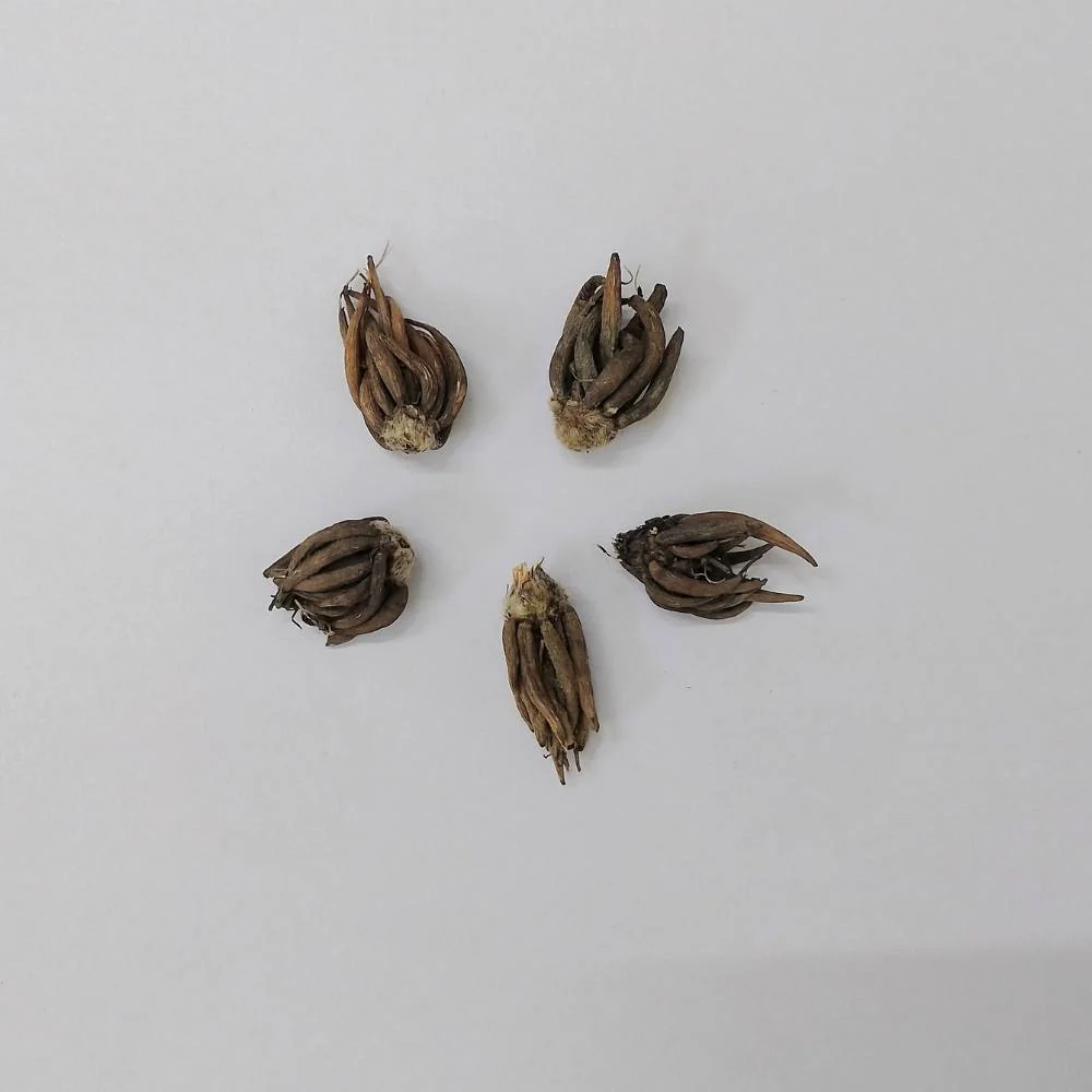 Ranunculus White Flower Bulbs (05 Bulbs) - Image 4