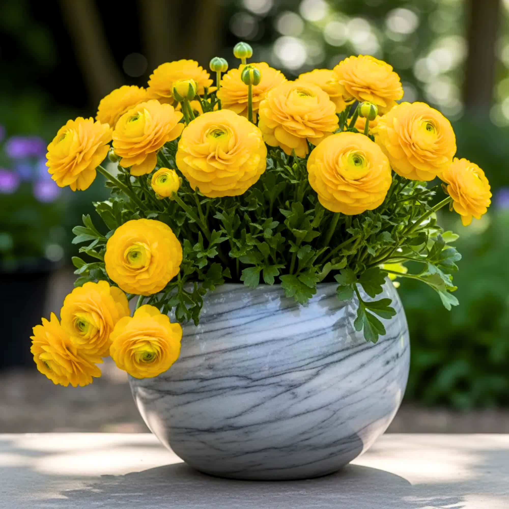 Ranunculus Yellow Flower Bulbs (05 Bulbs) Best Quality Bulbs for Balcony & Terrace Gardening