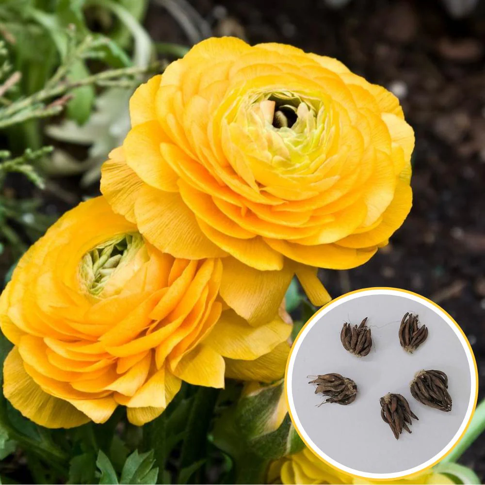 Ranunculus Yellow Flower Bulbs (05 Bulbs) Best Quality Bulbs for Balcony & Terrace Gardening - Image 2