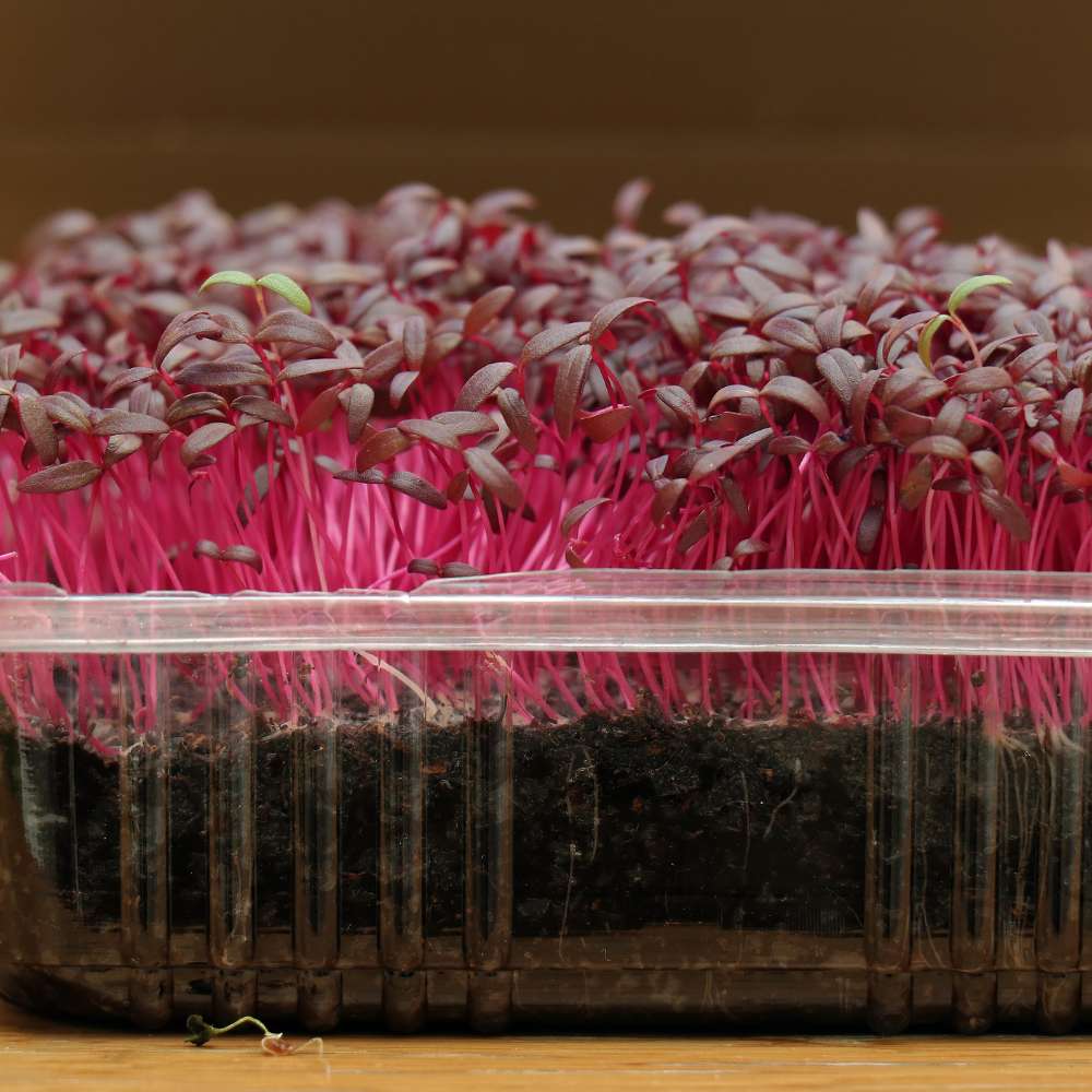 Red Amaranth Microgreen Seeds (25g) - Image 2