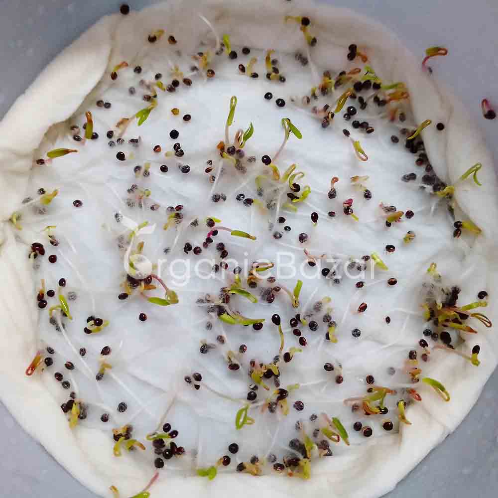 Red amaranth (lal bhaji) Seeds - 5g (लाल चौलाई भाजी के बीज) - Image 5
