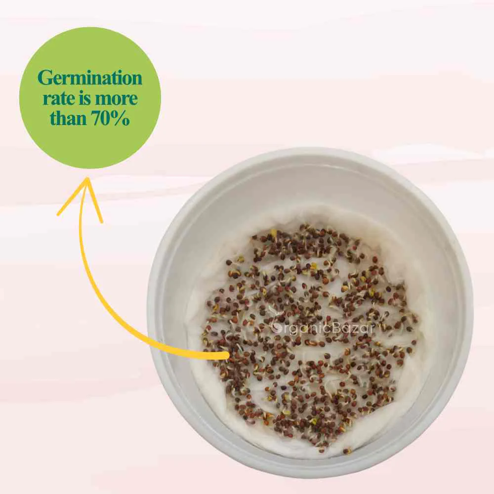 Red Cabbage Microgreen Seeds (10g) - Image 4