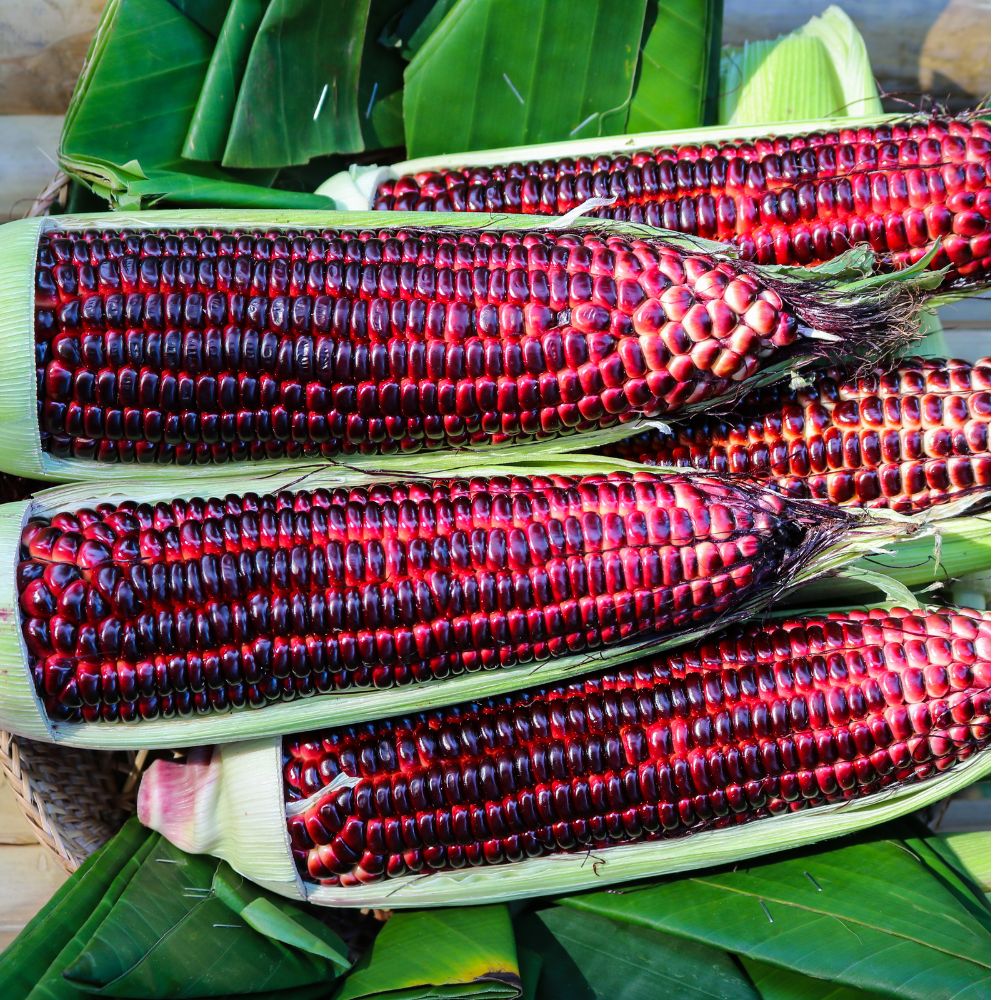 Red Corn Seeds - (50 Seeds) (लाल मक्का के बीज) Premium Quality / High-Yield Seeds for Home Gardening - Image 10