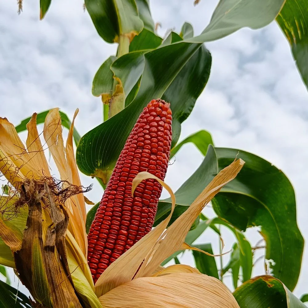Red Corn Seeds - (50 Seeds) (लाल मक्का के बीज) Premium Quality / High-Yield Seeds for Home Gardening - Image 3