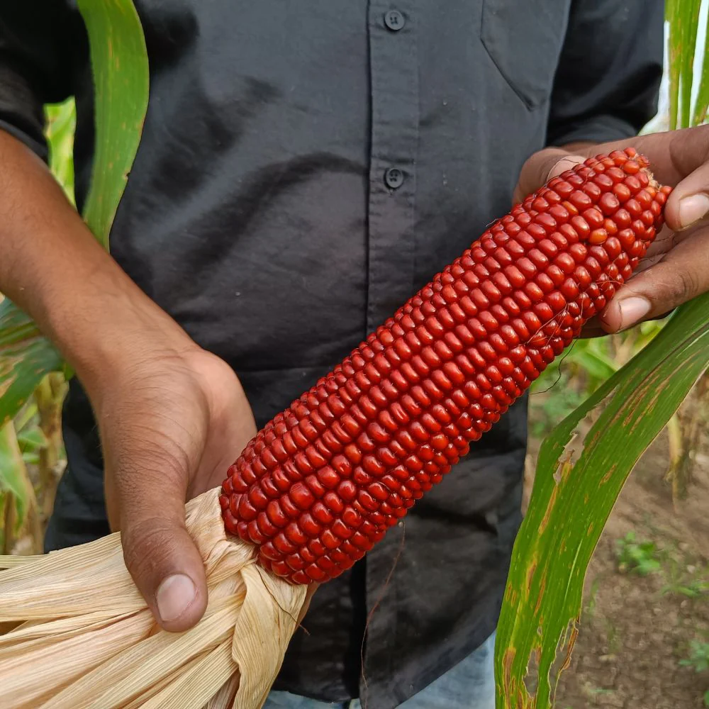 Red Corn Seeds - (50 Seeds) (लाल मक्का के बीज) Premium Quality / High-Yield Seeds for Home Gardening - Image 4