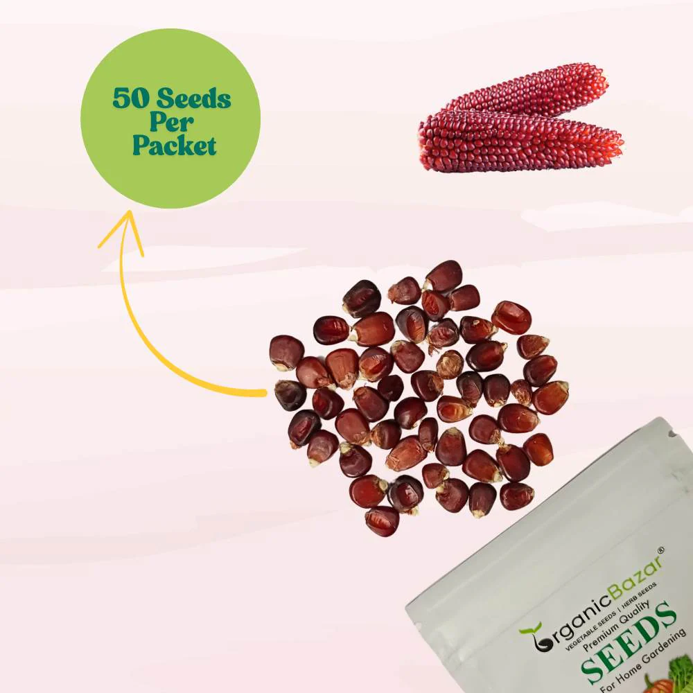 Red Corn Seeds - (50 Seeds) (लाल मक्का के बीज) Premium Quality / High-Yield Seeds for Home Gardening - Image 5
