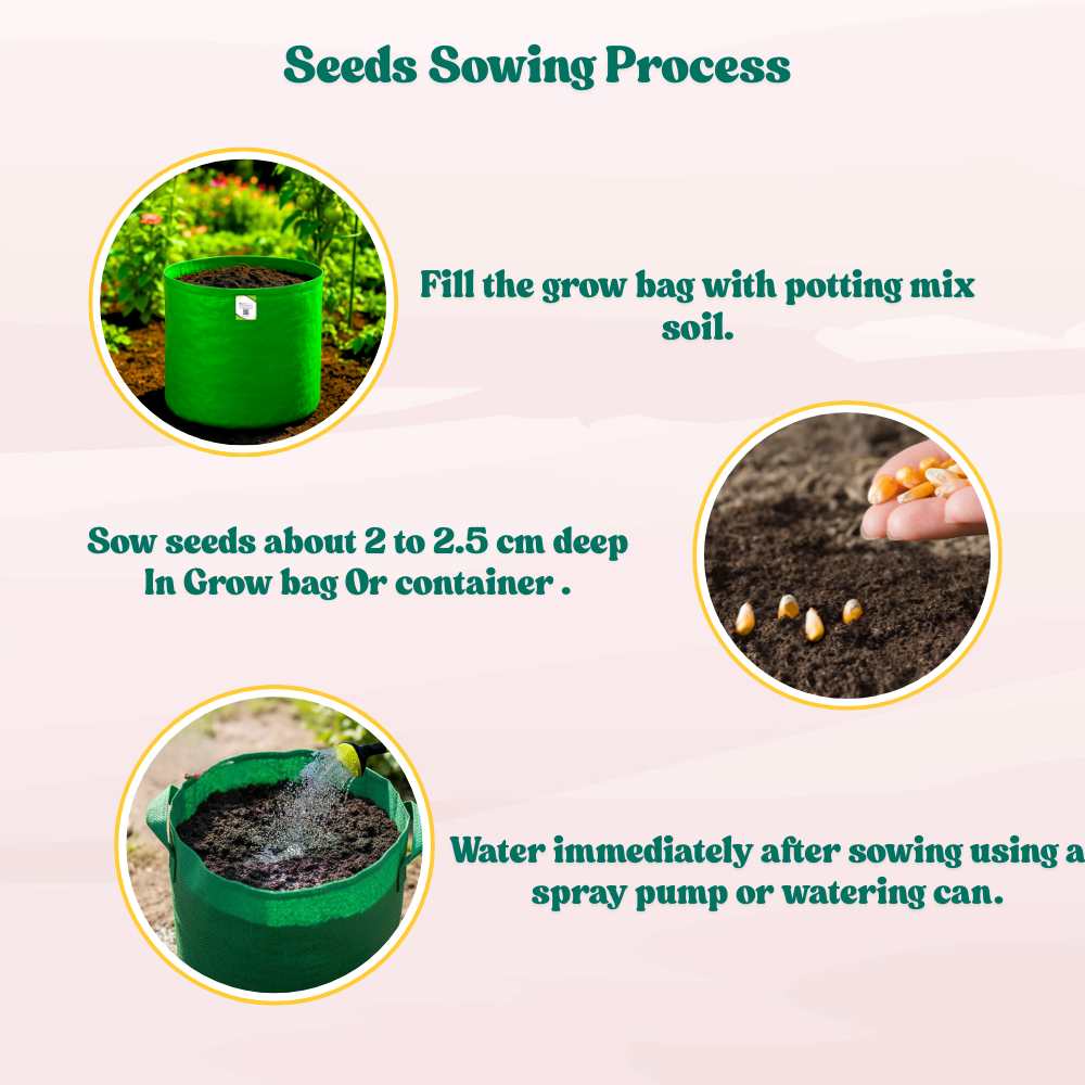 Red Corn Seeds - (50 Seeds) (लाल मक्का के बीज) Premium Quality / High-Yield Seeds for Home Gardening - Image 7