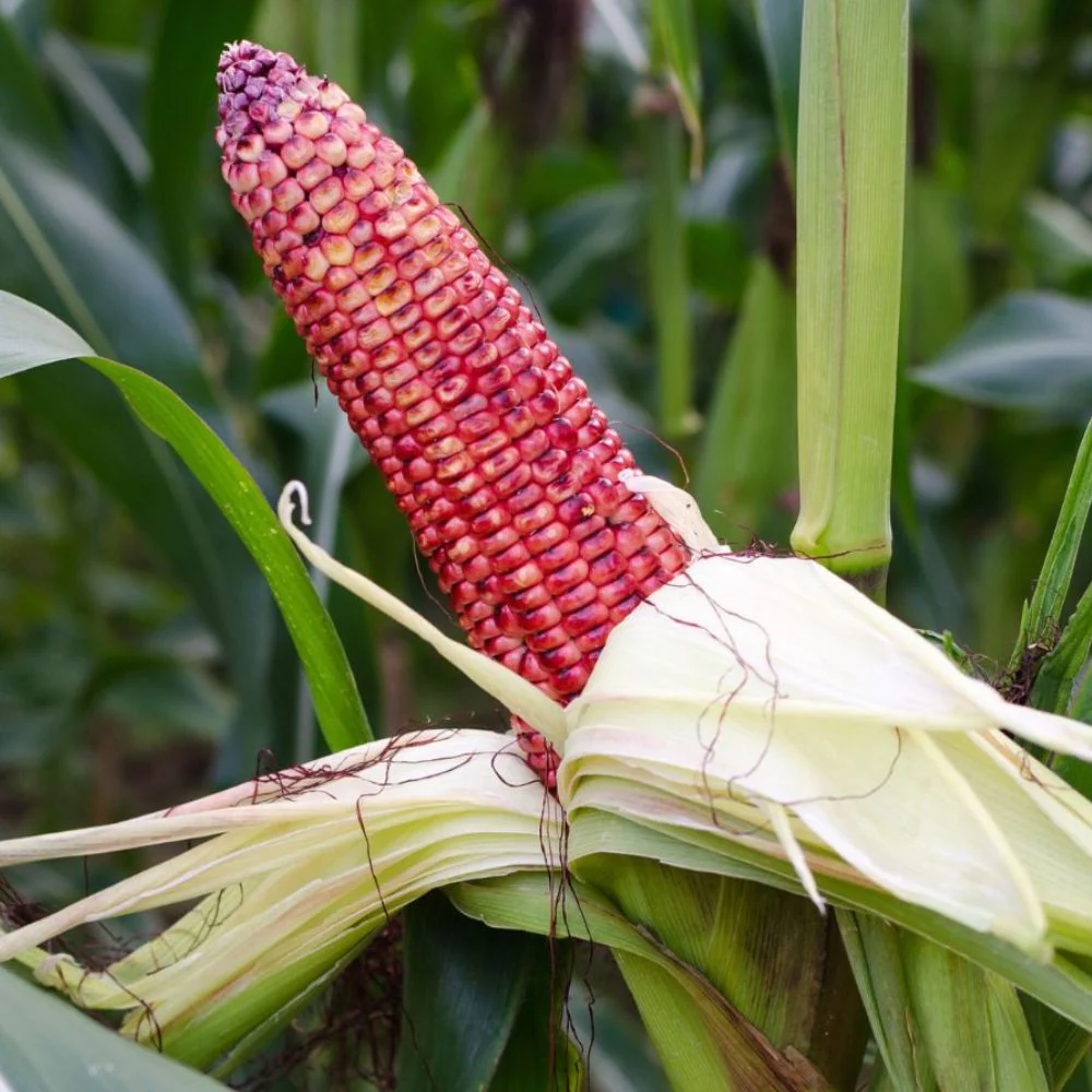 Red Corn Seeds - (50 Seeds) (लाल मक्का के बीज) Premium Quality / High-Yield Seeds for Home Gardening - Image 9