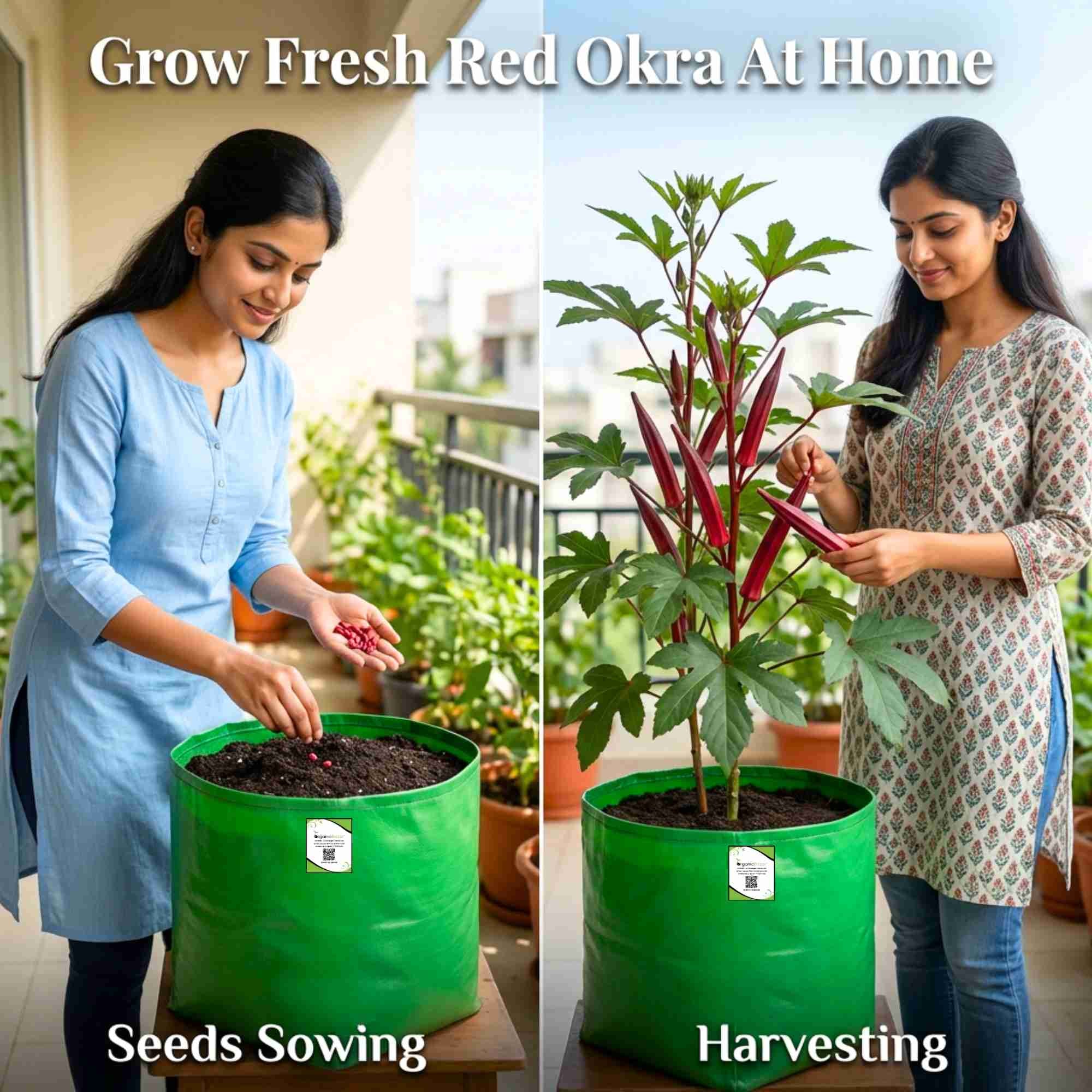 Red Okra (lal bhindi) Seeds - 30 Seeds (लाल भिंडी के बीज) Easy To grow, High Germination, High Yield Okra Seeds for Home Gardening - Image 2