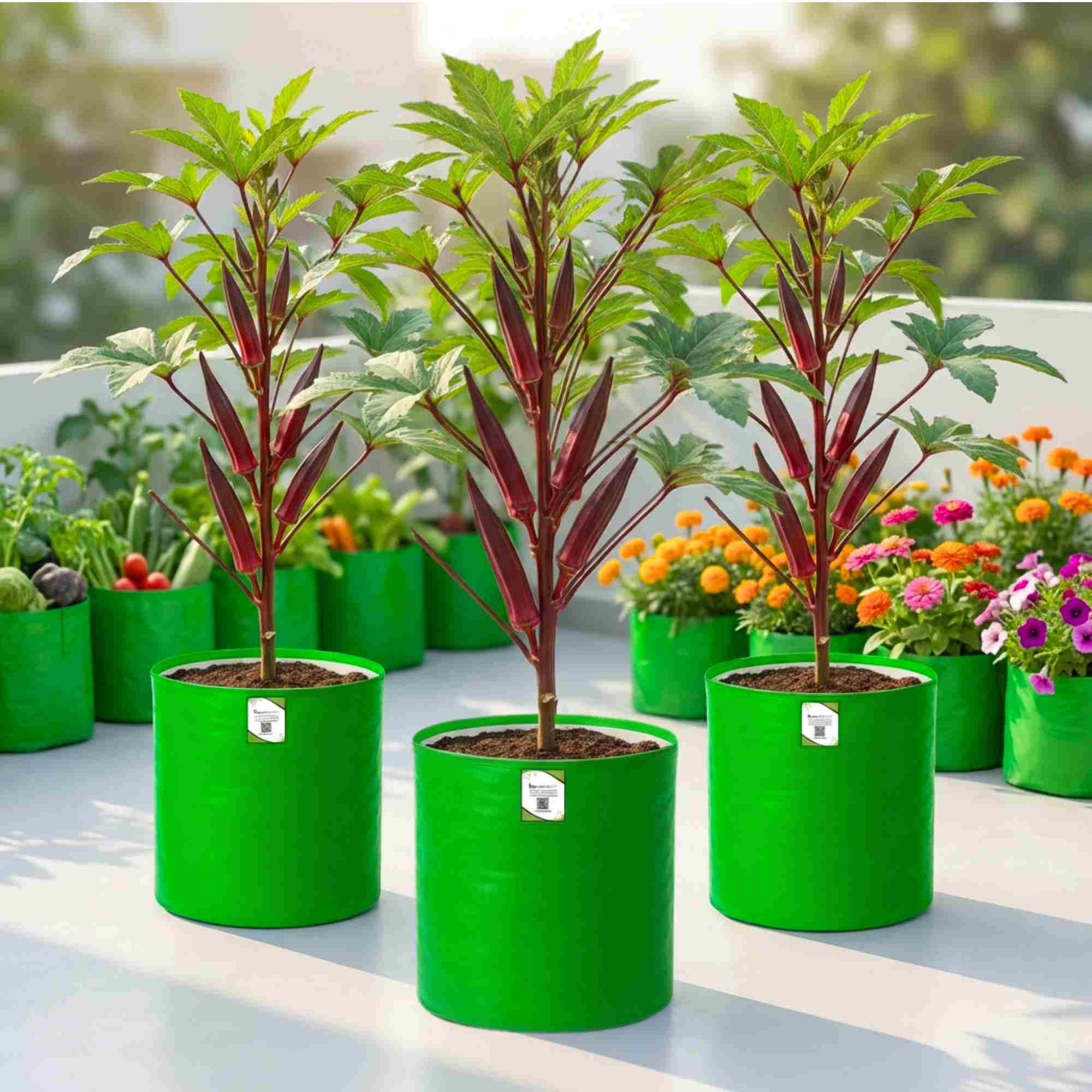 Red Okra (lal bhindi) Seeds - 30 Seeds (लाल भिंडी के बीज) Easy To grow, High Germination, High Yield Okra Seeds for Home Gardening - Image 3
