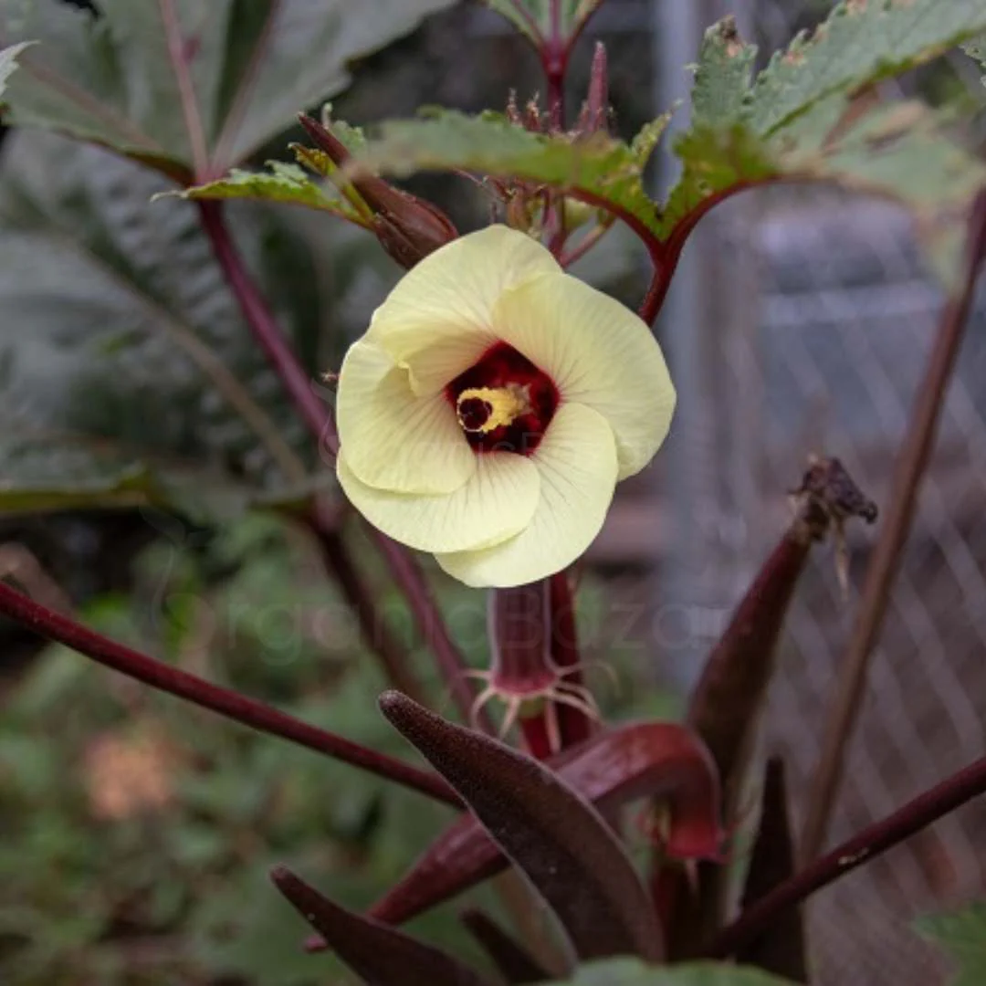 Red Okra (lal bhindi) Seeds - 30 Seeds (लाल भिंडी के बीज) Easy To grow, High Germination, High Yield Okra Seeds for Home Gardening - Image 4