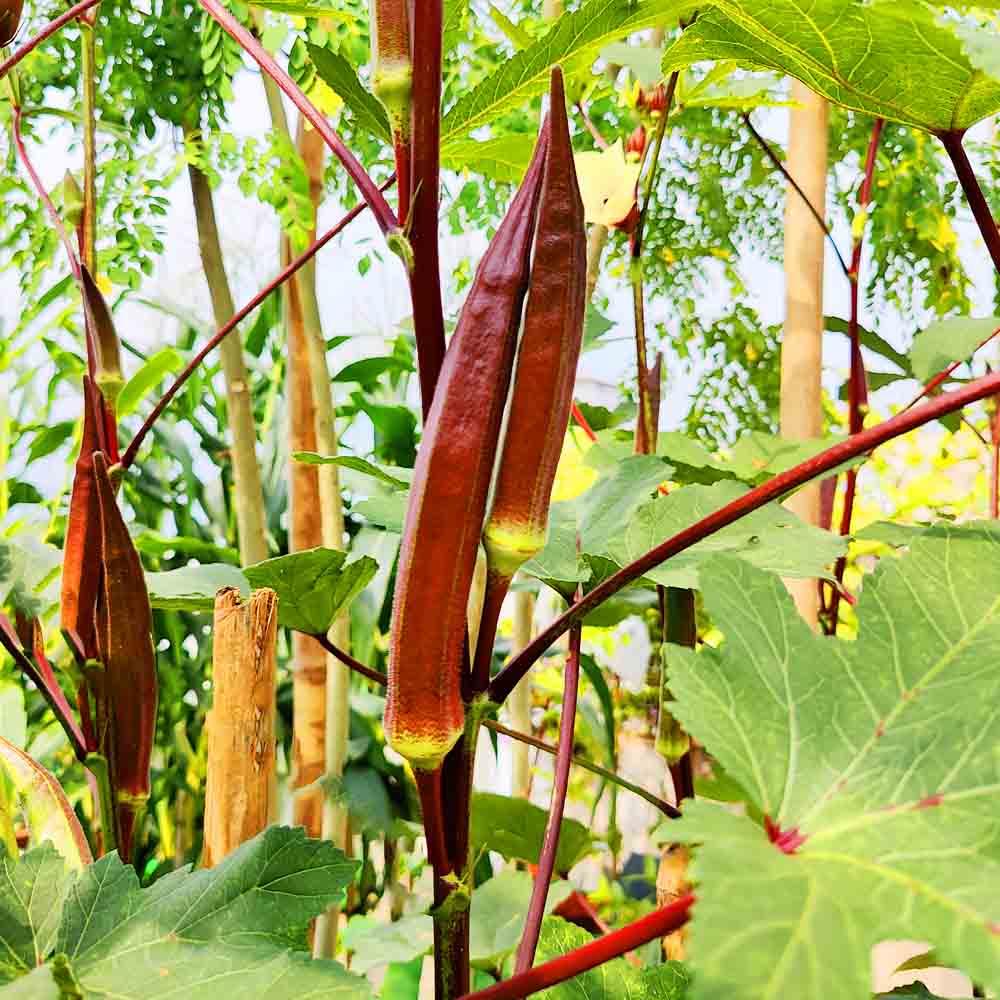 Red Okra (lal bhindi) Seeds - 30 Seeds (लाल भिंडी के बीज) Easy To grow, High Germination, High Yield Okra Seeds for Home Gardening - Image 6