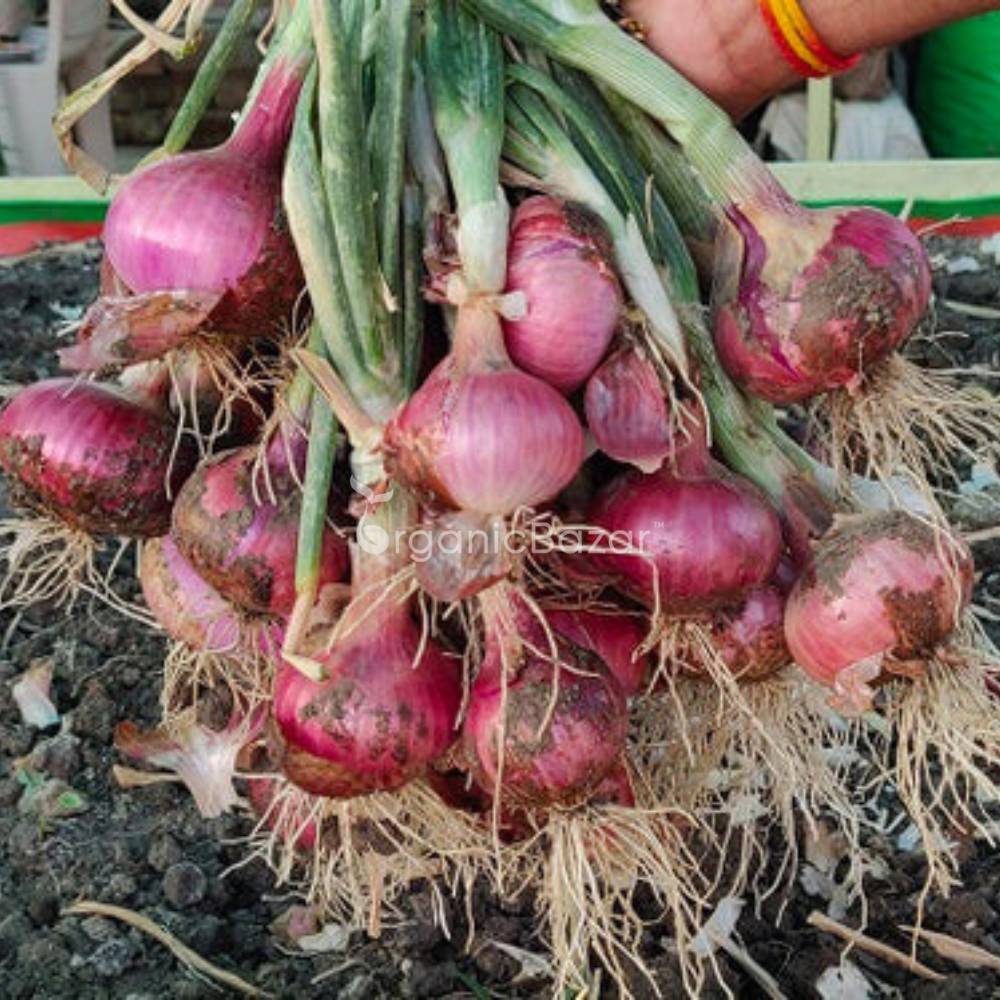 Red Onion (Lal Pyaj) Seeds - 400 Seeds (लाल प्याज के बीज) High Yield/High Germination/Best Seeds for Terrace Gardening - Image 4
