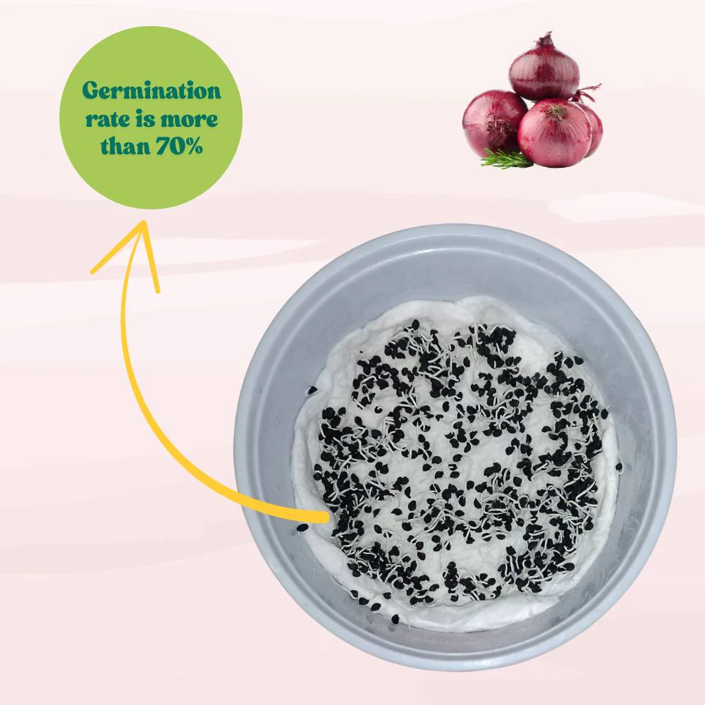 Red Onion (Lal Pyaj) Seeds - 400 Seeds (लाल प्याज के बीज) High Yield/High Germination/Best Seeds for Terrace Gardening - Image 6