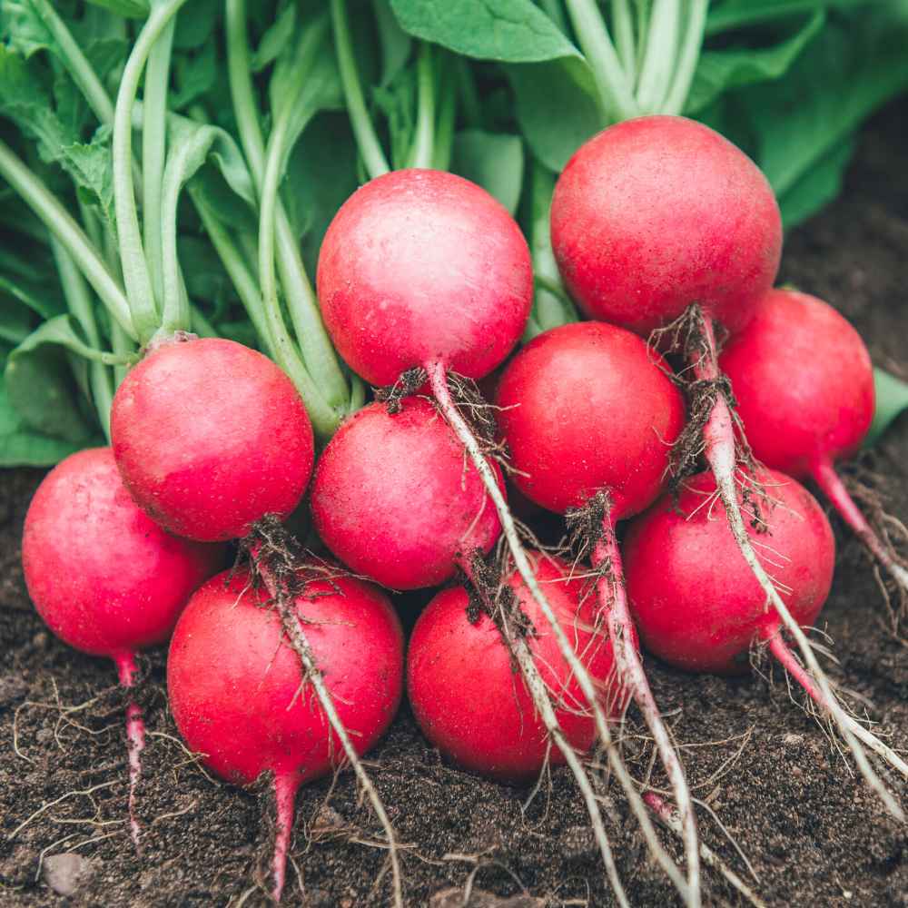 Red Round Radish Seeds - 200 Seeds (Gol Mooli/लाल गोल मूली के बीज) - Image 3