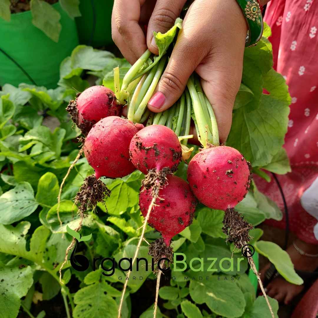 Red Round Radish Seeds - 200 Seeds (Gol Mooli/लाल गोल मूली के बीज) - Image 4