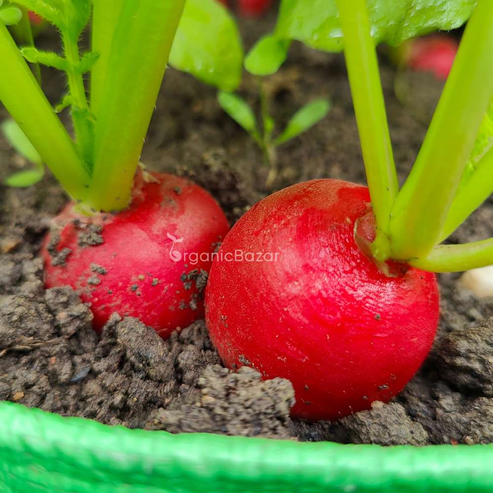 Red Round Radish Seeds - 200 Seeds (Gol Mooli/लाल गोल मूली के बीज) - Image 5