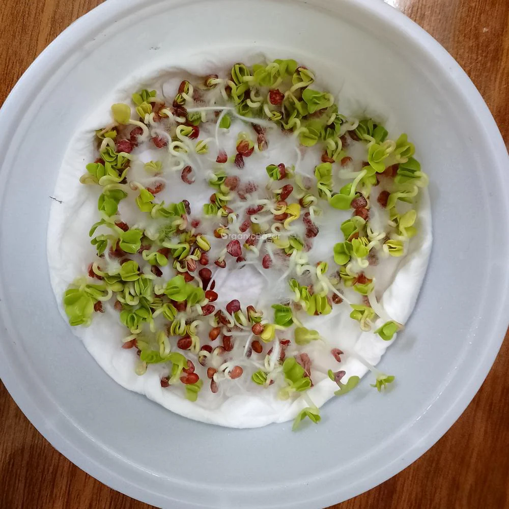 Red Round Radish Seeds - 200 Seeds (Gol Mooli/लाल गोल मूली के बीज) - Image 7