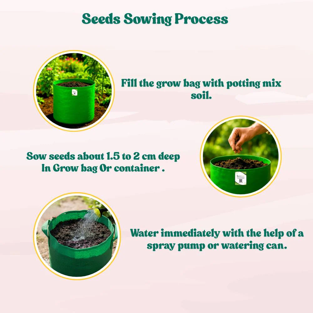 Ridge Gourd Light Green Seeds - 12 Seeds (Luffa/Turai/तुरई के बीज) Easy To grow, High Germination, High Yield Seeds for Home Gardening - Image 5