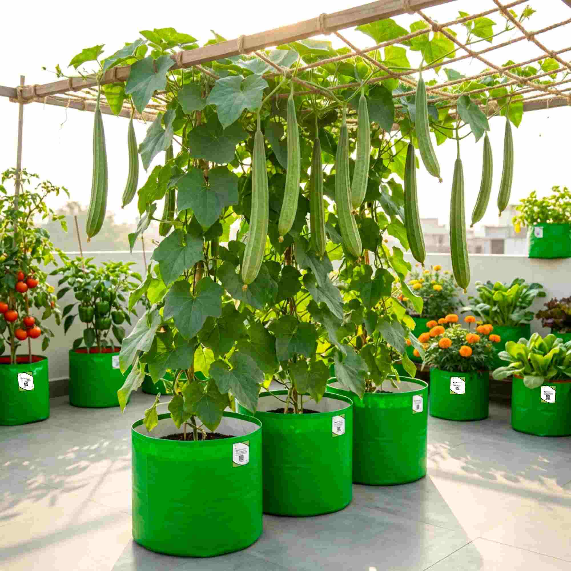 Ridge gourd or Luffa (Turai) Seeds - 12 Seeds (तुरई के बीज) Easy To grow, High Germination, High Yield Seeds for Home Gardening - Image 2