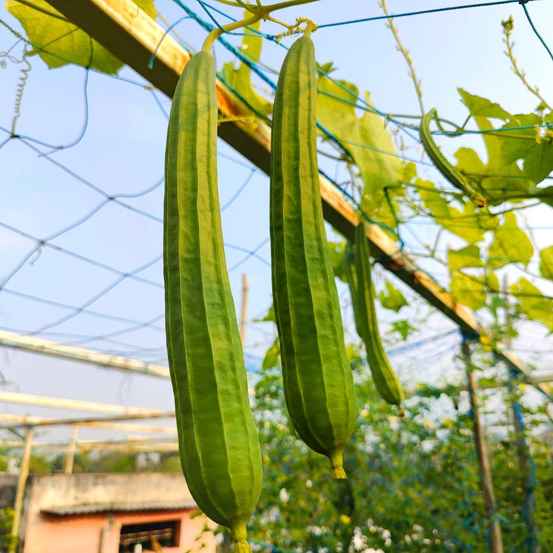 Ridge gourd or Luffa (Turai) Seeds - 12 Seeds (तुरई के बीज) Easy To grow, High Germination, High Yield Seeds for Home Gardening - Image 4