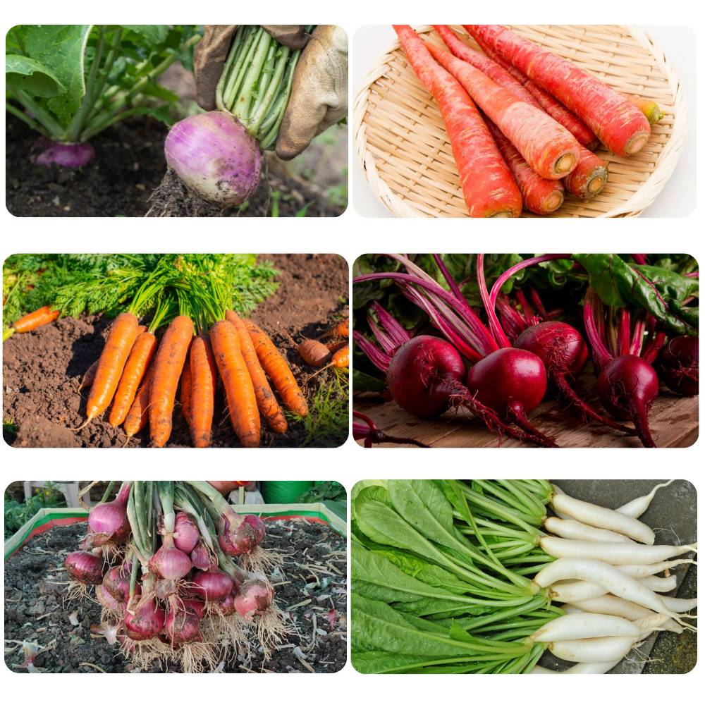 Root Vegetable Seeds Kit For Home Gardening - Image 2