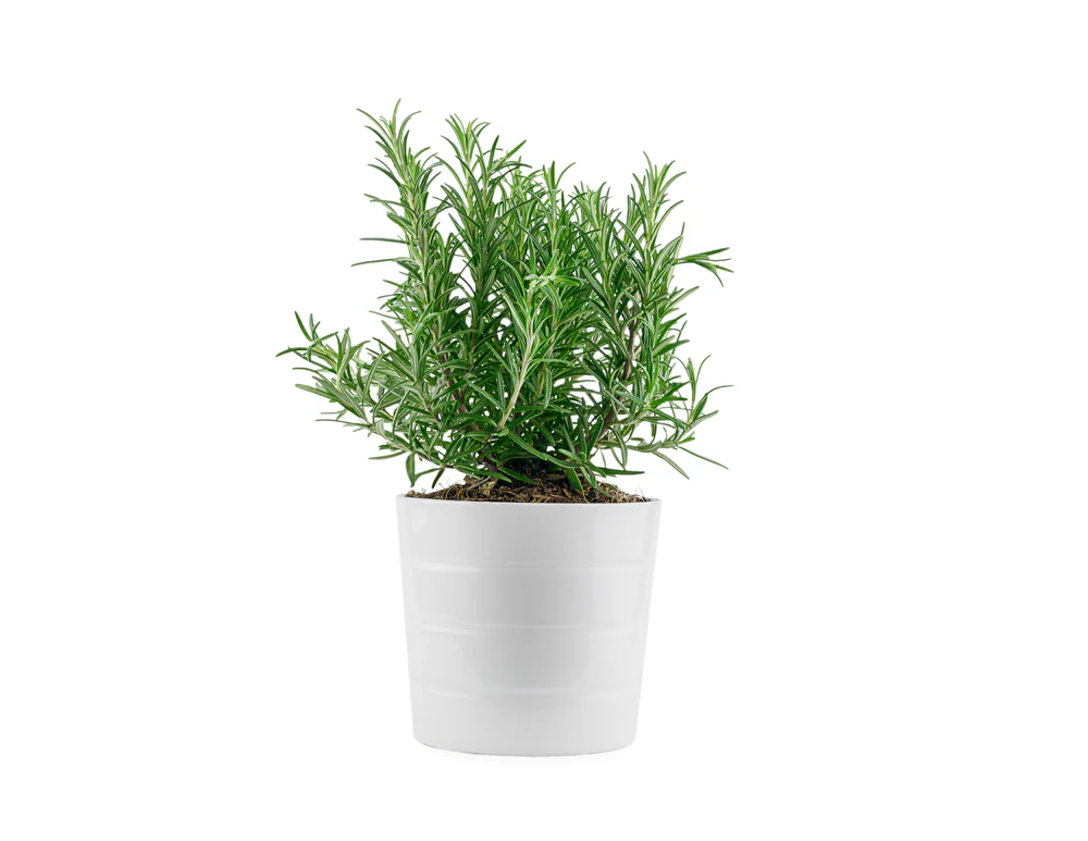 Rosemary Seeds - 100 Seeds (Gulmehndi/गुलमेंहदी के बीज) High-Germination Herb Seeds for Pots, Balcony & Home Garden - Image 4