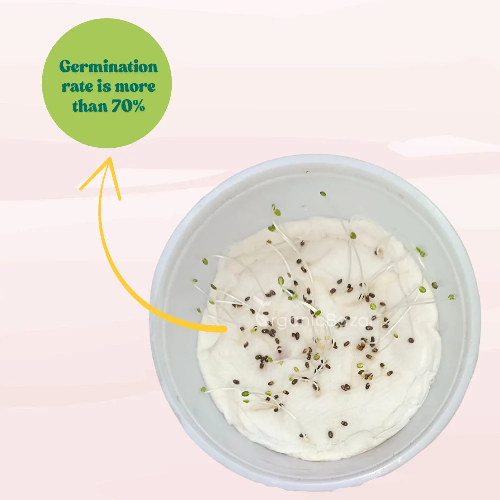 Rosemary Seeds - 100 Seeds (Gulmehndi/गुलमेंहदी के बीज) High-Germination Herb Seeds for Pots, Balcony & Home Garden - Image 6
