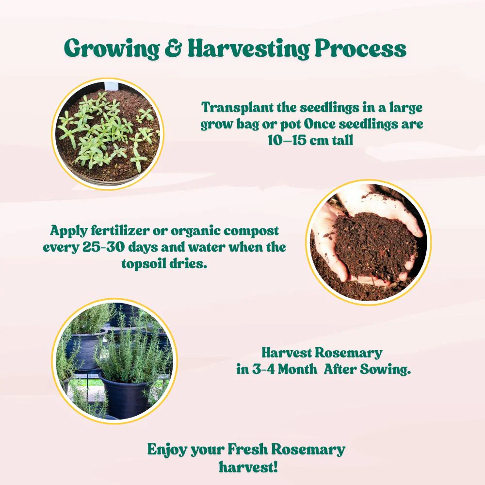 Rosemary Seeds - 100 Seeds (Gulmehndi/गुलमेंहदी के बीज) High-Germination Herb Seeds for Pots, Balcony & Home Garden - Image 7