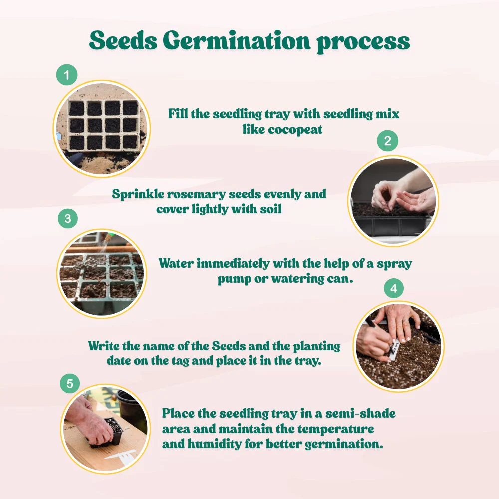 Rosemary Seeds - 100 Seeds (Gulmehndi/गुलमेंहदी के बीज) High-Germination Herb Seeds for Pots, Balcony & Home Garden - Image 8