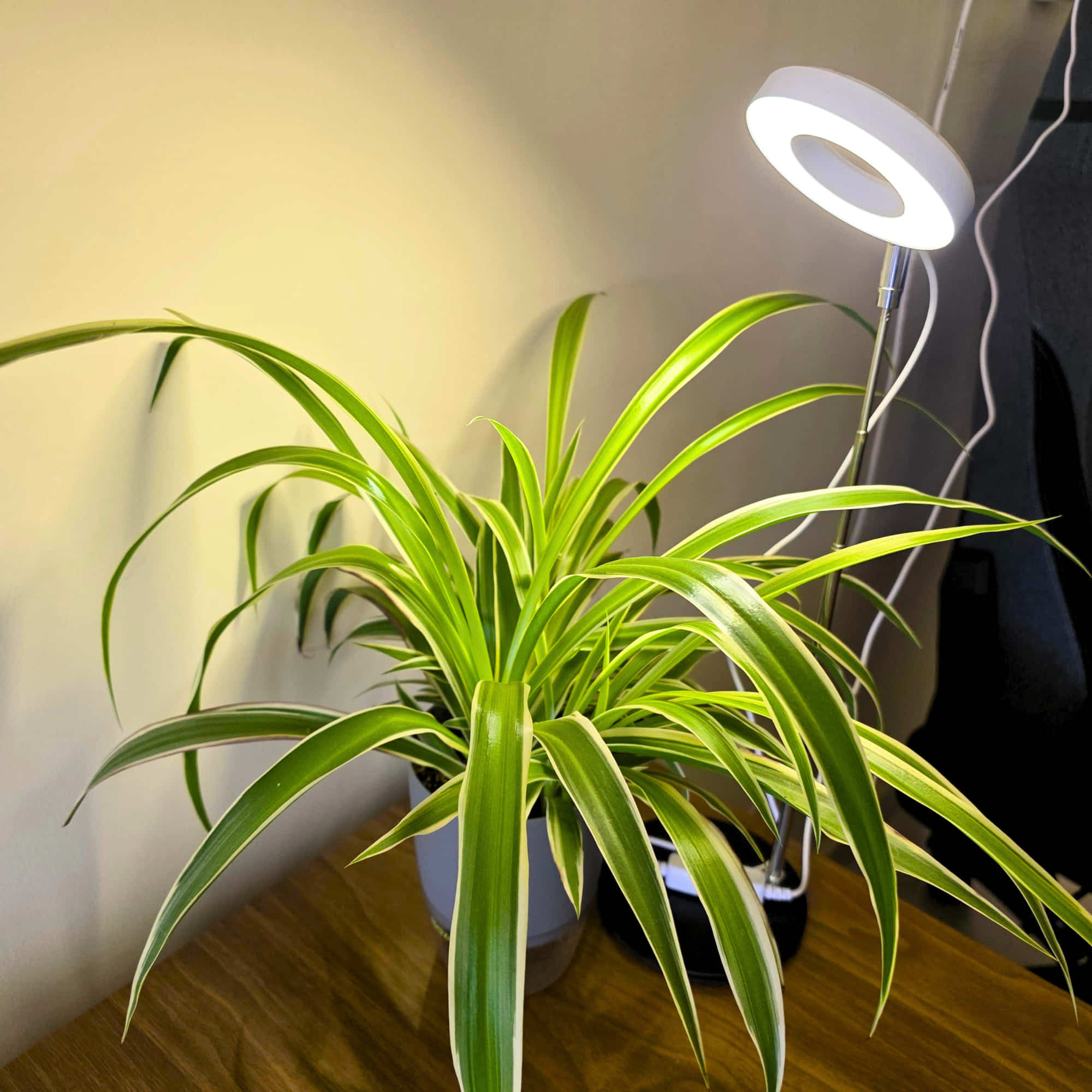 Round Plant Grow Light with Metal Base (Full Spectrum) – Adjustable Height, Automatic Timer, USB Powered (5V Safe Voltage) for Indoor/Outdoor Plants - Image 5