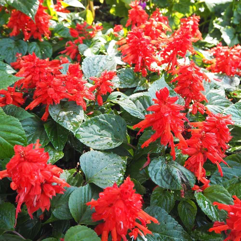 Salvia Blaze Of Fire Seeds (100 Seeds)
