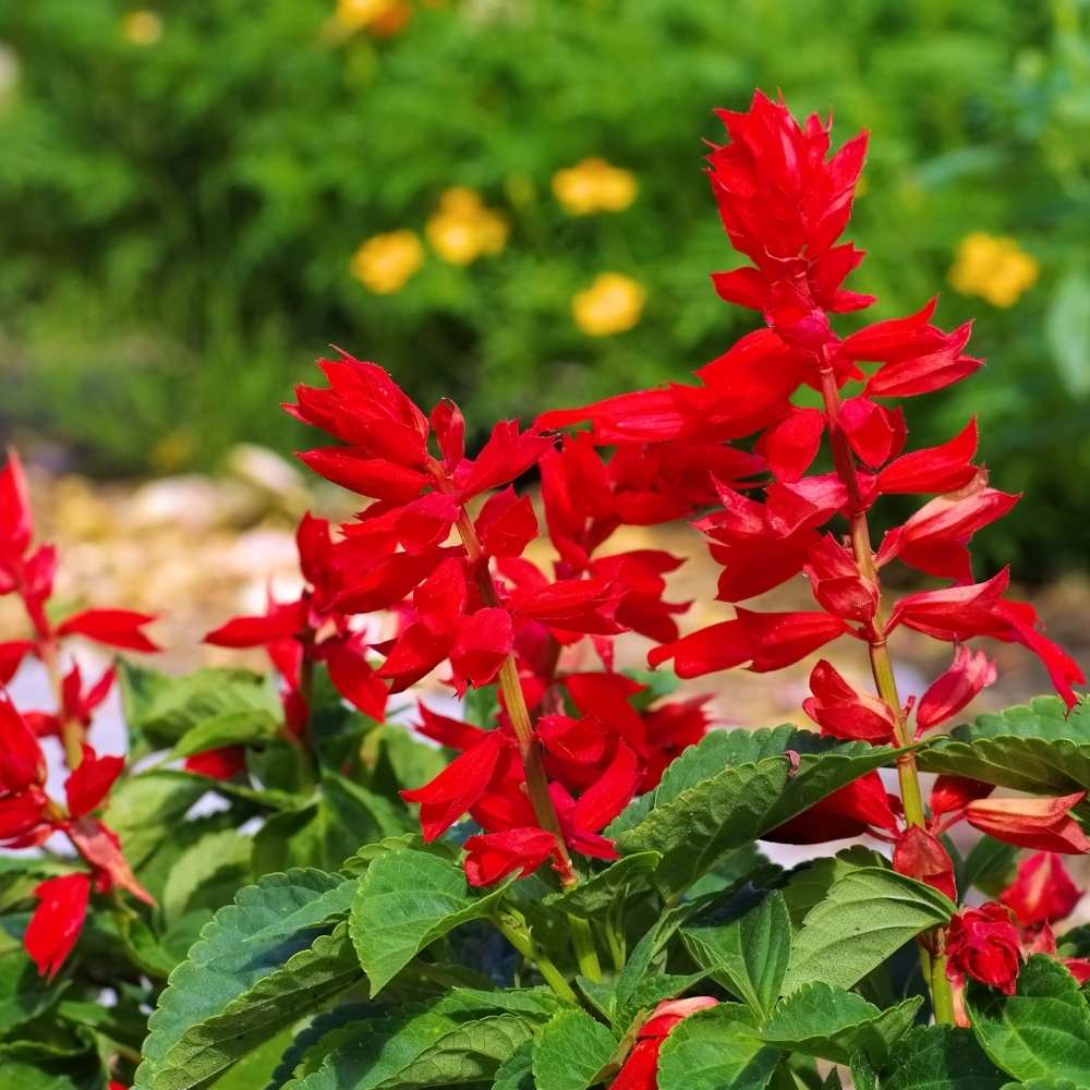 Salvia Splendens Saint John’s Fire Seeds (20 Seeds) High Germination/ Easy To grow/ Perfect for pots, balconies, or Terrace gardens - Image 2