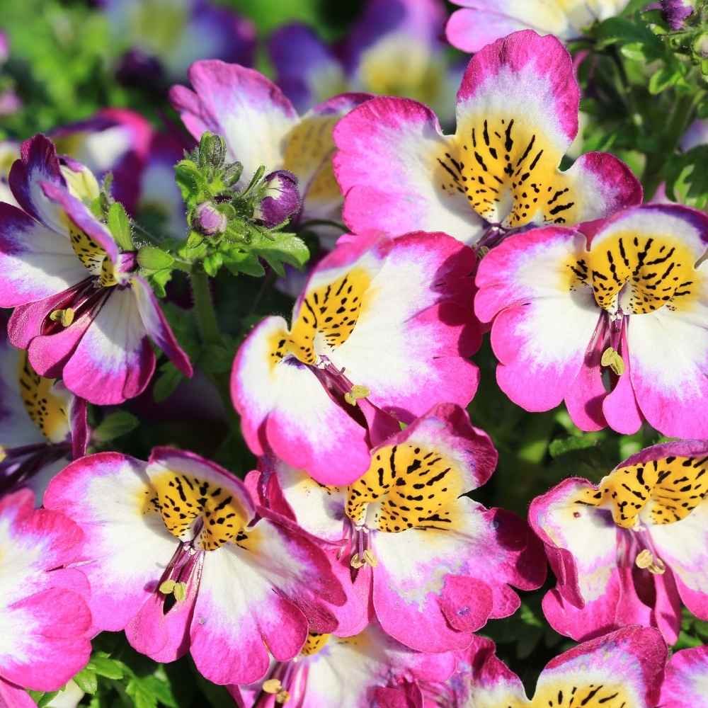 Schizanthus Angel Wings Mix Seeds (200 Seeds) Easy To grow/ Perfect for pots, balconies, or Terrace gardens - Image 2