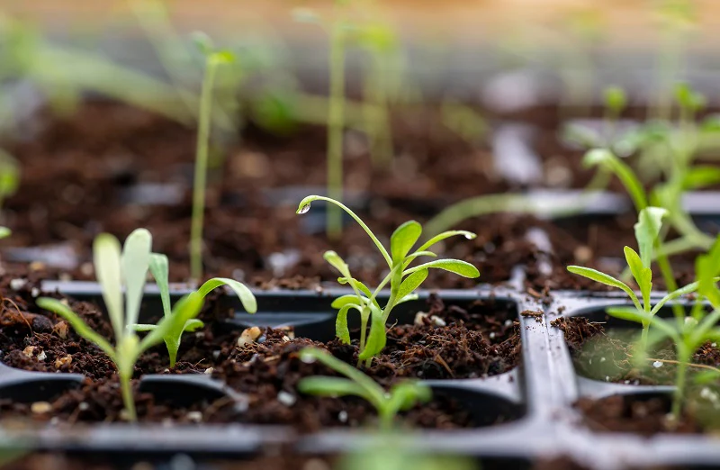 DIY Premium Organic Seedling Starter Mix Kit for Home Garden - Image 6