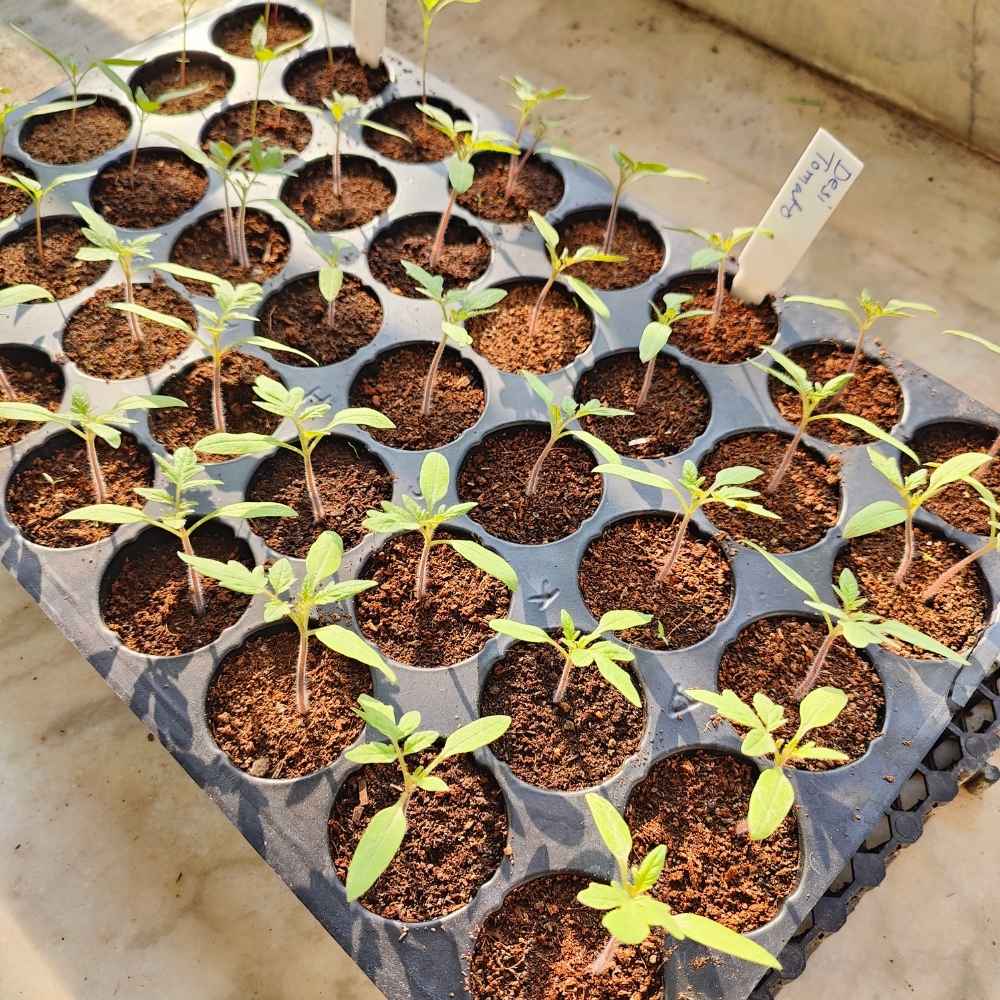 Reusable Seedling Tray (40 Holes, Pack of 5, Black) - Image 7